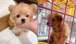 小狗狗的视频,小狗狗欢乐视频集锦